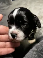 Pickles, a male Maltipoo and Maltese for sale in Huntington Park, CA – 1 of 2