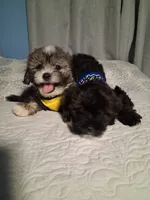 Max, a male Maltipoo and Maltese for sale in Huntington Park, CA – 2 of 2