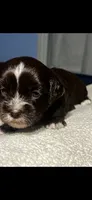Buttercup, a female Maltipoo and Maltese for sale in Huntington Park, CA – 2 of 2