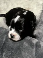 Pickles, a male Maltipoo and Maltese for sale in Huntington Park, CA – 2 of 2