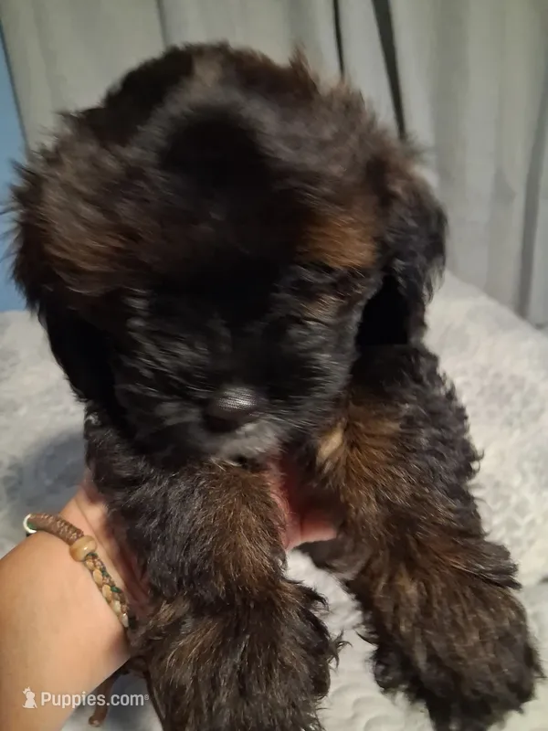 Simi – Maltipoo, Maltese puppy for sale in Huntington Park, CA