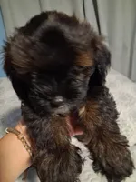 Max, a male Maltipoo and Maltese for sale in Huntington Park, CA – 1 of 2