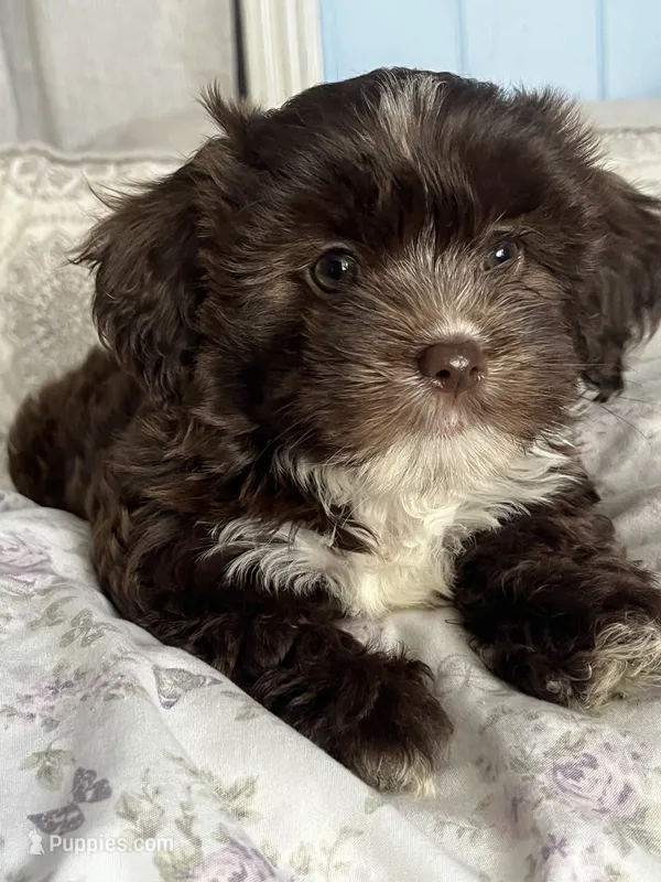 Muñeca – Maltipoo, Maltese puppy for sale in Huntington Park, CA