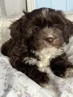 Muñeca, a female Maltipoo and Maltese for sale in Huntington Park, CA – 1 of 2