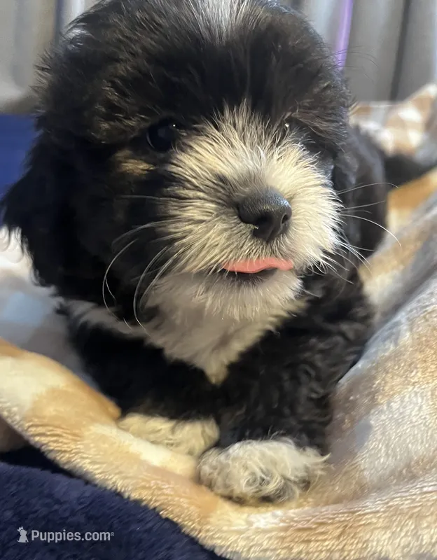 Pepe – Maltipoo, Maltese puppy for sale in Huntington Park, CA