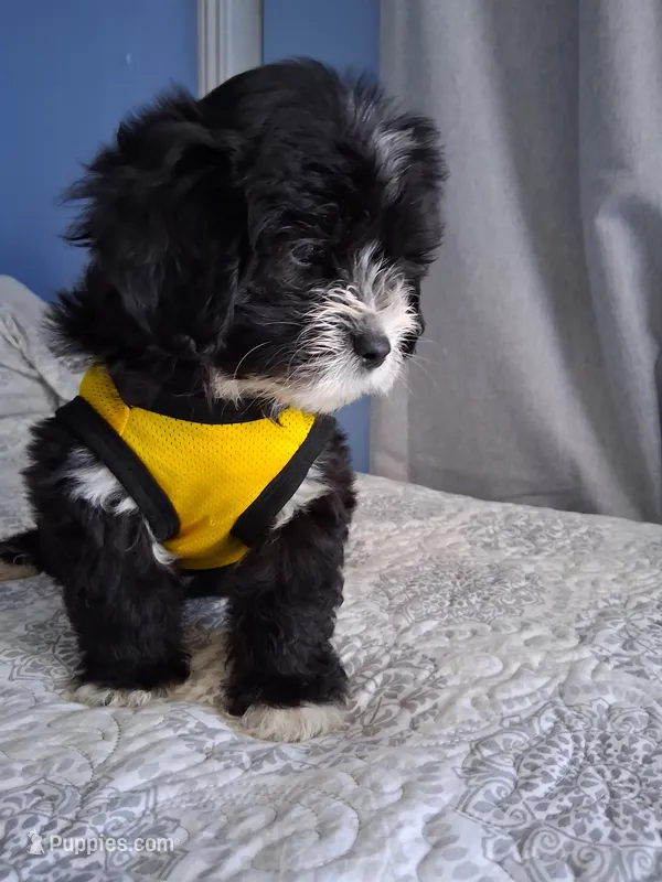 Pickles – Maltipoo, Maltese puppy for sale in Huntington Park, CA