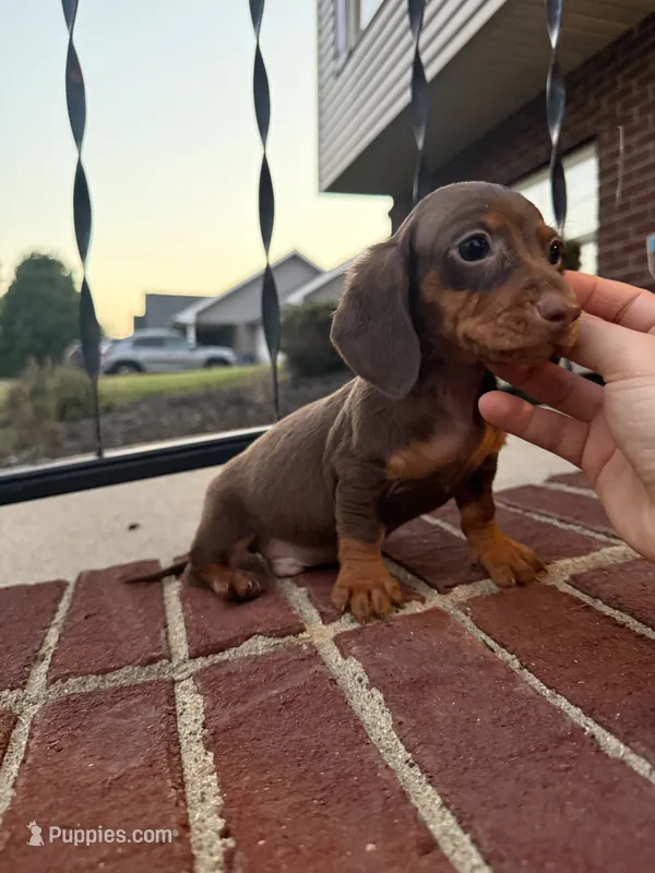Aaron  – Miniature Dachshund puppy for sale in Somerset, KY
