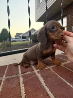 Aaron , a male Miniature Dachshund for sale in Somerset, KY – 1 of 1