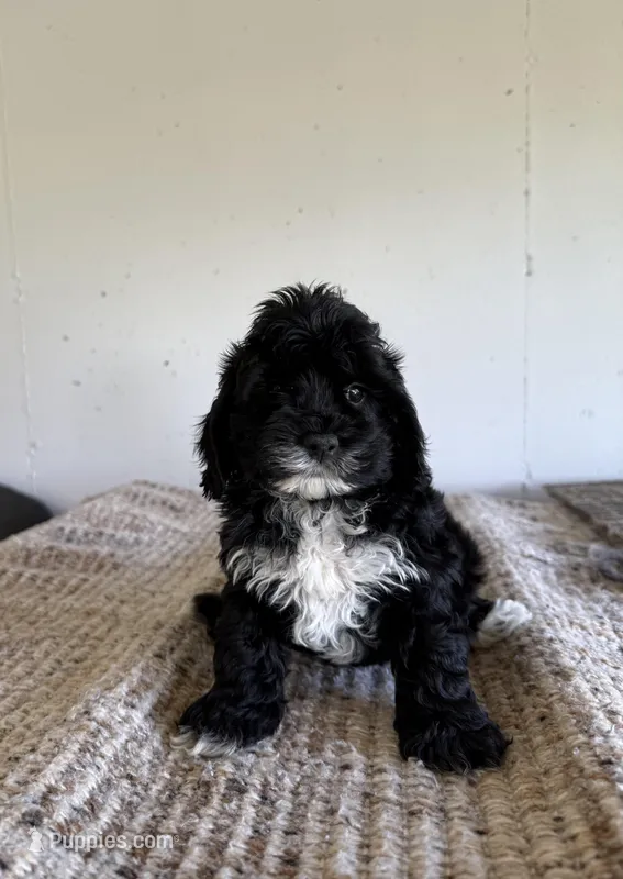Carl  – Cockapoo puppy for sale in Somerset, KY
