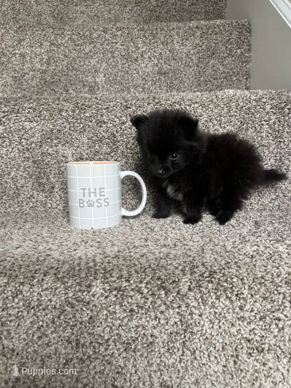 Rhonda TEACUP – Pomeranian puppy for sale in Somerset, KY