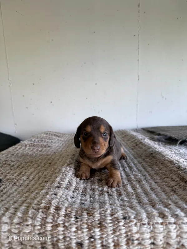 Lollie LH – Miniature Dachshund puppy for sale in Somerset, KY