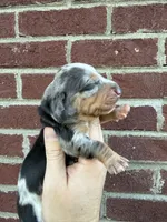 Henry , a male Miniature Dachshund for sale in Somerset, KY – 1 of 4