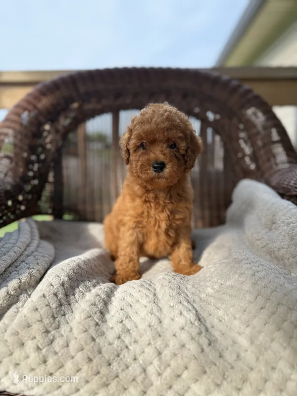 Carter  – Cockapoo puppy for sale in Somerset, KY