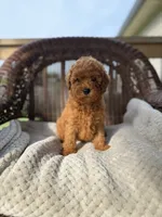 Carter , a male Cockapoo for sale in Somerset, KY – 1 of 1