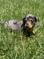 Jessica , a female Miniature Dachshund for sale in Somerset, KY – 1 of 1