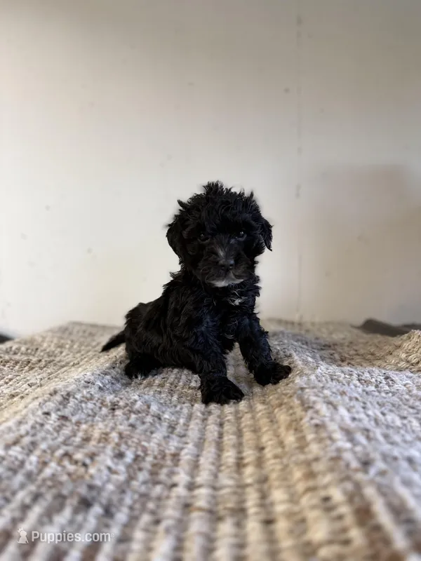 Patty, a female Yorkipoo for sale in Somerset, KY – 1 of 1