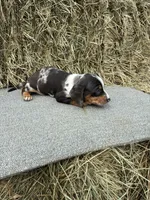 Eric , a male Miniature Dachshund for sale in Somerset, KY – 2 of 2