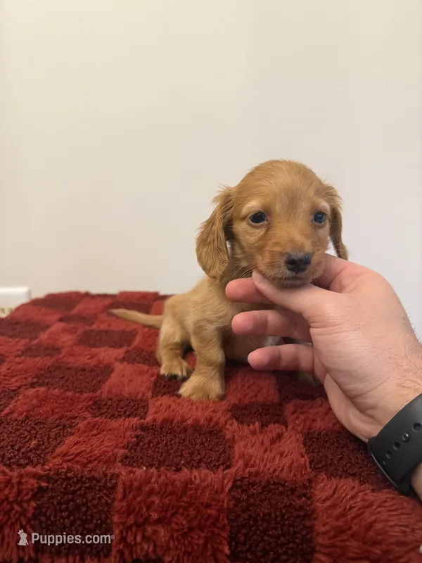 Alec  – Miniature Dachshund puppy for sale in Somerset, KY