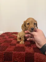 Alec , a female Miniature Dachshund for sale in Somerset, KY – 1 of 2