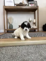 Dolly, a female Cockapoo for sale in Somerset, KY – Photo 1 of 2