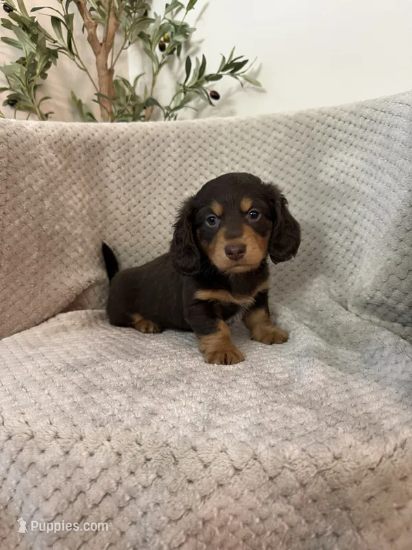 William LH , a male Miniature Dachshund for sale in Somerset, KY – 1 of 1