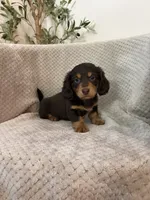 William LH , a male Miniature Dachshund for sale in Somerset, KY – 1 of 1