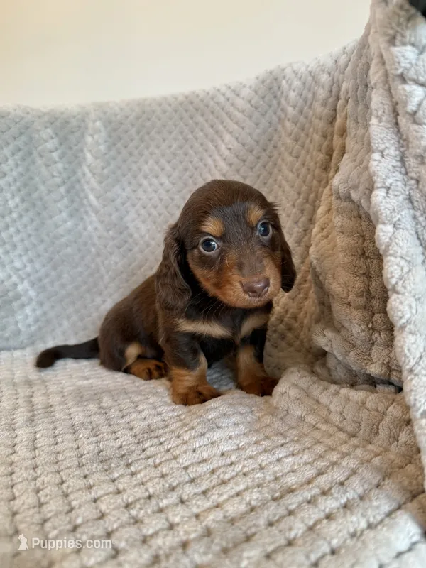 Juliet  – Miniature Dachshund puppy for sale in Somerset, KY