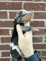 Henry , a male Miniature Dachshund for sale in Somerset, KY – 2 of 4