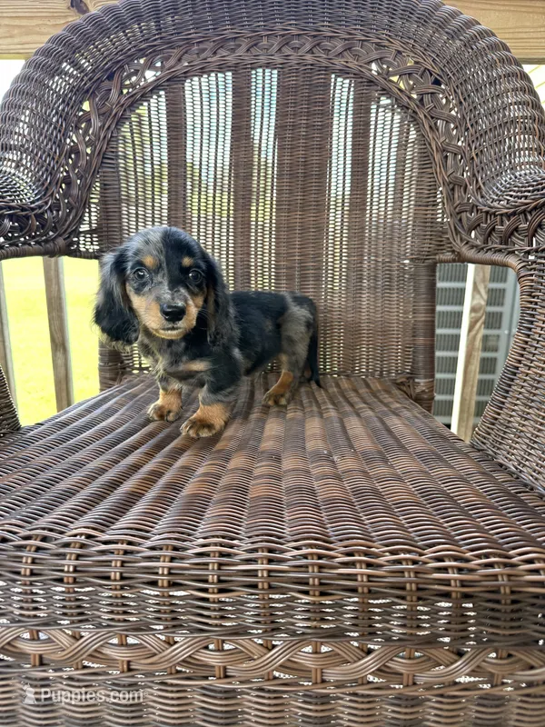 Thomas  – Miniature Dachshund puppy for sale in Somerset, KY