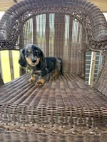 Thomas , a male Miniature Dachshund for sale in Somerset, KY – 1 of 1