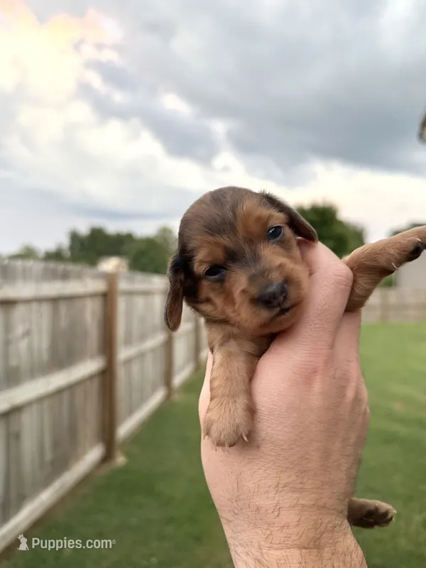Natasha  – Miniature Dachshund puppy for sale in Somerset, KY