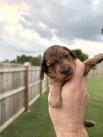 Natasha , a female Miniature Dachshund for sale in Somerset, KY – 1 of 2