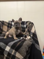 Bill , a male French Bulldog for sale in Somerset, KY – Photo 2 of 2