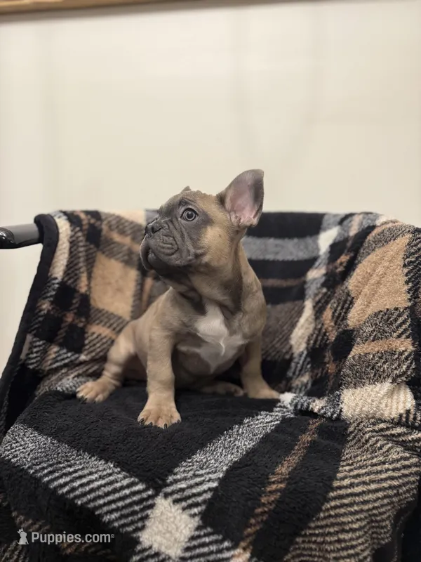 Bill  – French Bulldog puppy for sale in Somerset, KY