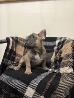 Bill , a male French Bulldog for sale in Somerset, KY – Photo 1 of 2