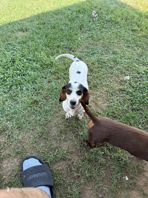 Dottie – Miniature Dachshund puppy for sale in Somerset, KY