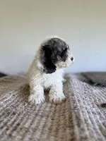 Cameron, a male Cockapoo for sale in Somerset, KY – 2 of 2