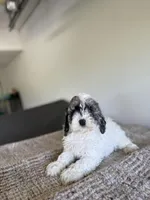 Cameron, a male Cockapoo for sale in Somerset, KY – 1 of 2