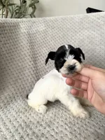 Jody , a female Miniature Schnauzer for sale in Somerset, KY – 1 of 1