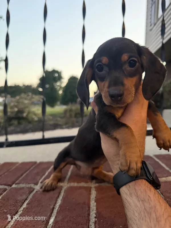 Amelia  – Miniature Dachshund puppy for sale in Somerset, KY