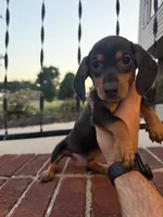 Amelia , a female Miniature Dachshund for sale in Somerset, KY – 1 of 1