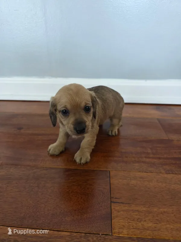 Betsy – Miniature Dachshund puppy for sale in Somerset, KY