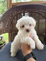 Angel , a female Maltese for sale in Somerset, KY – 1 of 1