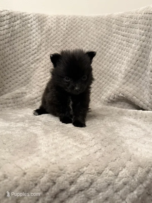 Rhonda TEACUP – Pomeranian puppy for sale in Somerset, KY