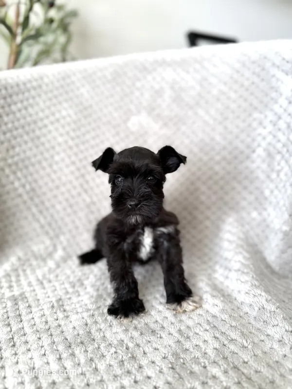 Raymond  – Miniature Schnauzer puppy for sale in Somerset, KY