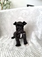 Raymond , a male Miniature Schnauzer for sale in Somerset, KY – 1 of 1