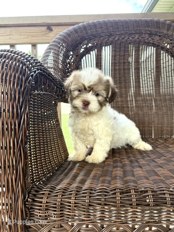 Cody  – Bichon Frise, Shih Tzu puppy for sale in Somerset, KY