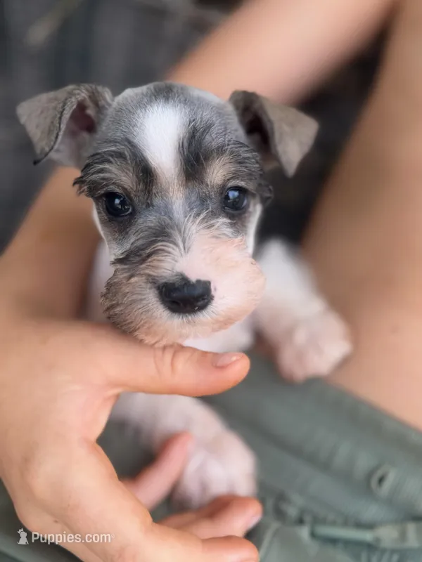 Paul  – Miniature Schnauzer puppy for sale in Somerset, KY