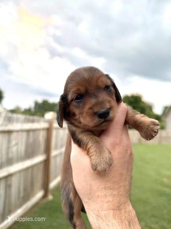Nellie – Miniature Dachshund puppy for sale in Somerset, KY