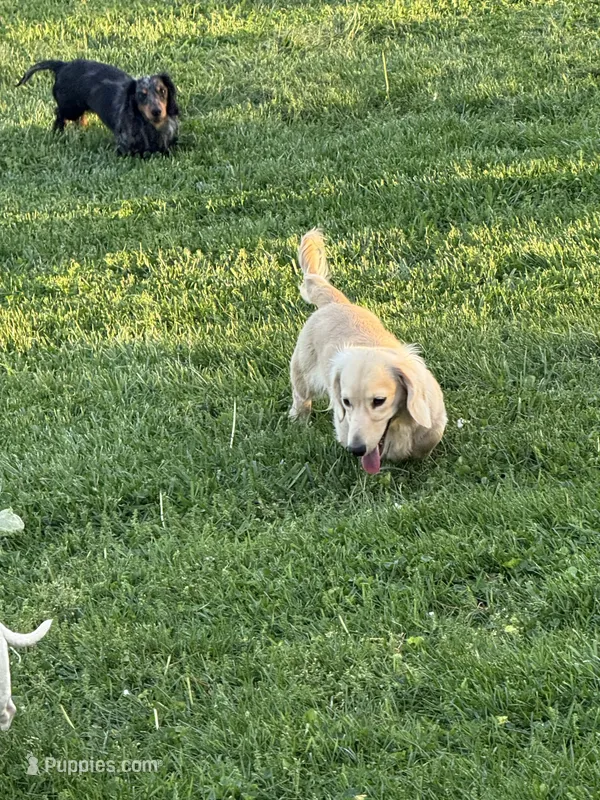 George  – Miniature Dachshund puppy for sale in Somerset, KY